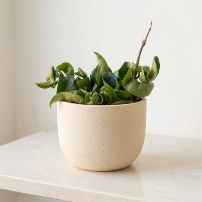 Hoya Rope Plant Hoya Carnosa Compacta - Pet Safe Non-Toxic Curly Leaf Houseplant