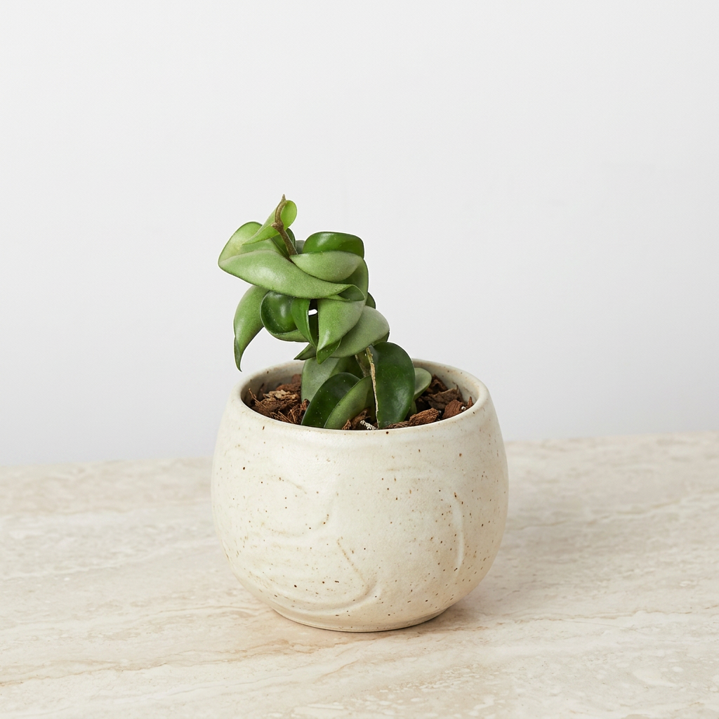 Hoya Rope Plant Hoya Carnosa Compacta - Pet Safe Non-Toxic Curly Leaf Houseplant
