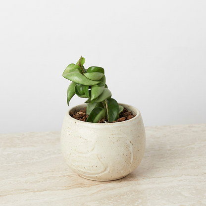 Hoya Rope Plant Hoya Carnosa Compacta - Pet Safe Non-Toxic Curly Leaf Houseplant