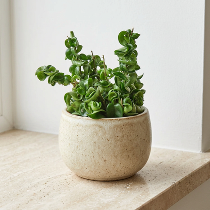 Hoya Rope Plant Hoya Carnosa Compacta - Pet Safe Non-Toxic Curly Leaf Houseplant