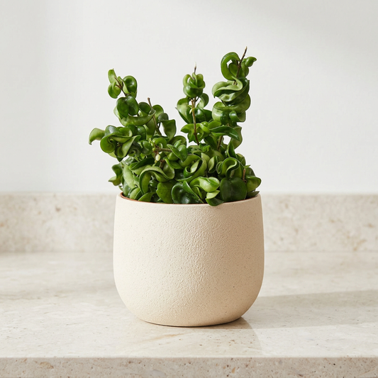Hoya Rope Plant Hoya Carnosa Compacta - Pet Safe Non-Toxic Curly Leaf Houseplant