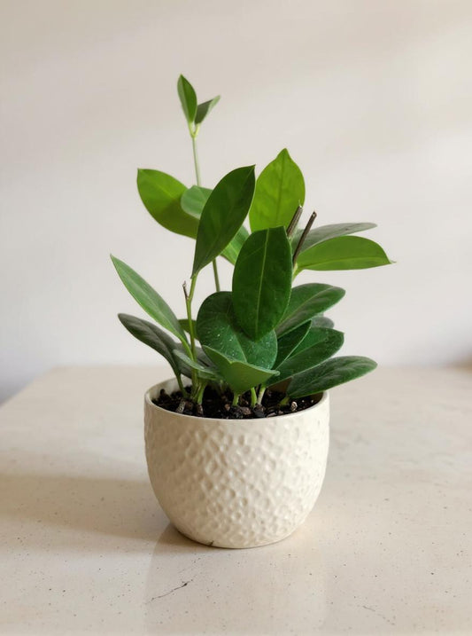 Hoya Australis - Pet Safe Non-Toxic Green Vine Houseplant