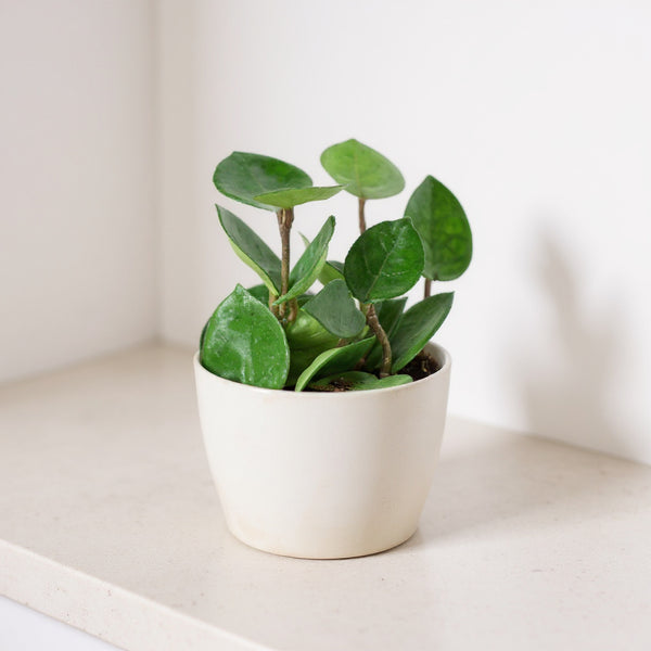 Hoya Carnosa Chelsea