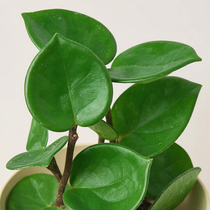 Hoya Carnosa Chelsea Pet Safe Non-Toxic Houseplant