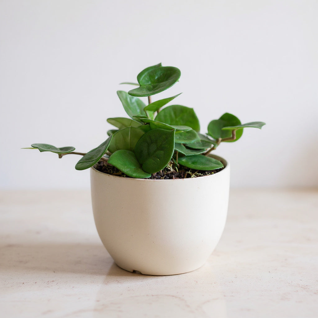 Hoya Carnosa Chelsea Pet Safe Non-Toxic Houseplant