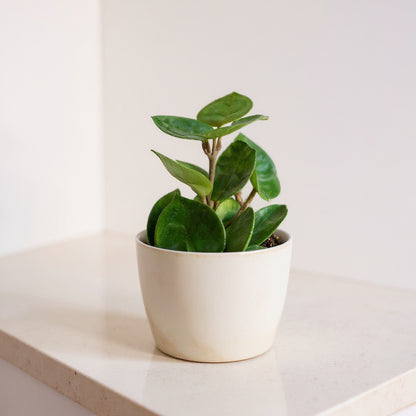 Hoya Carnosa Chelsea Pet Safe Non-Toxic Houseplant