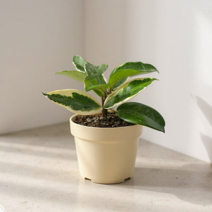 Hoya Carnosa Tricolor Pet Safe Non-Toxic Houseplant