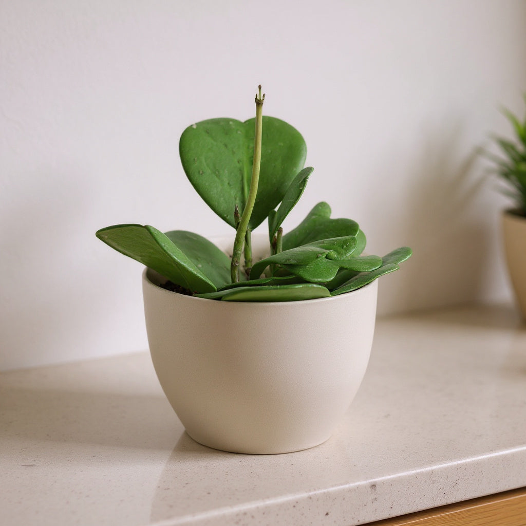 Hoya Kerrii Sweetheart Valentine Plant - Pet Safe Non-Toxic Heart-Shaped Houseplant