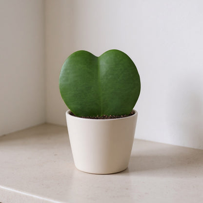 Hoya Kerrii Sweetheart Valentine Plant - Pet Safe Non-Toxic Heart-Shaped Houseplant