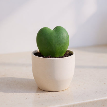 Hoya Kerrii Sweetheart Valentine Plant - Pet Safe Non-Toxic Heart-Shaped Houseplant