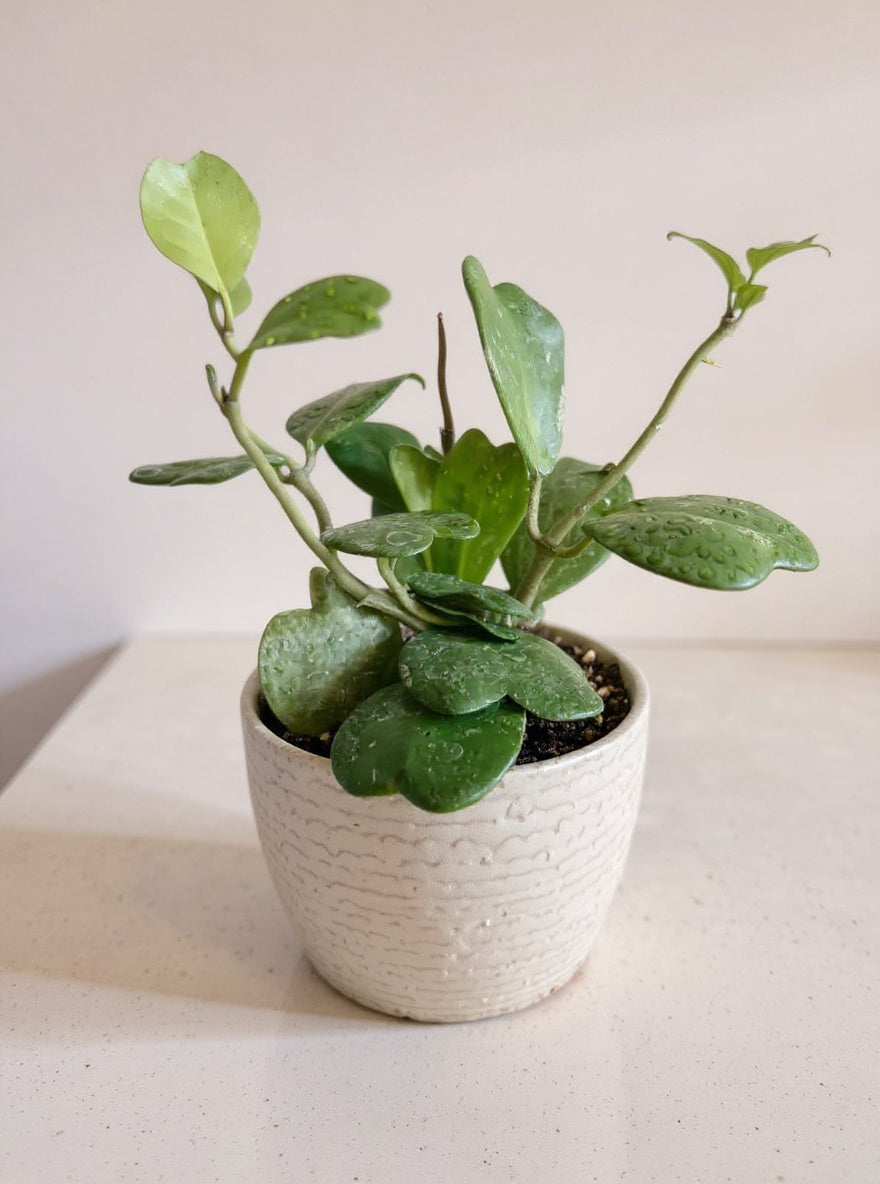 Hoya Kerrii Sweetheart Valentine Plant - Pet Safe Non-Toxic Heart-Shaped Houseplant