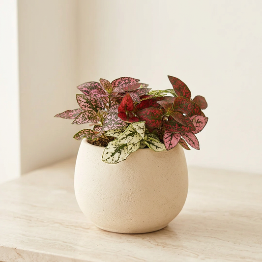 Hypoestes Polka Dot Plant - Pet Safe Non-Toxic Pink Speckled Freckle Face Houseplant