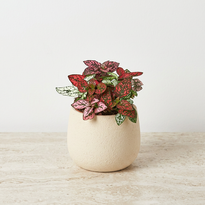 Hypoestes Polka Dot Plant - Pet Safe Non-Toxic Pink Speckled Freckle Face Houseplant