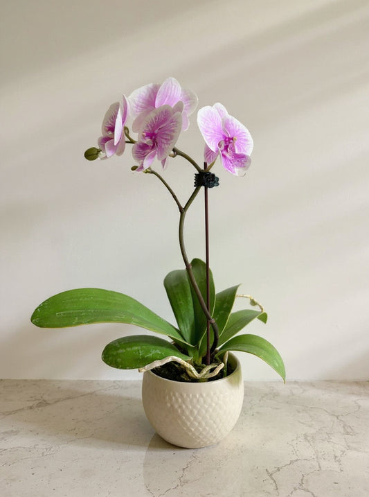 Light Pink Phalaenopsis Orchid - Pet Safe Non-Toxic Houseplant Easy Care Indoor