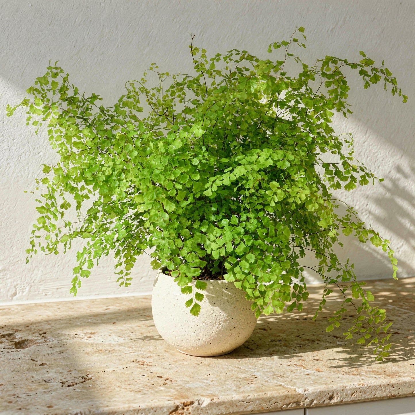 Adiantum Raddianum Maidenhair Fern - Pet Safe Non-Toxic Air Purifying Houseplant