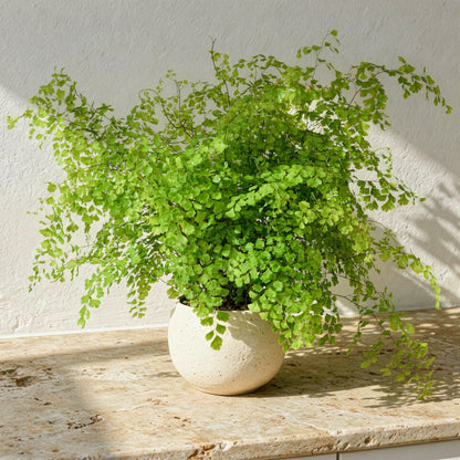 Adiantum Raddianum Maidenhair Fern - Pet Safe Non-Toxic Air Purifying Houseplant