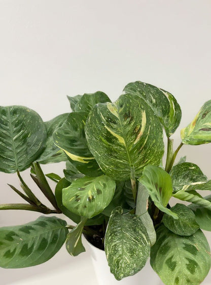 Maranta Beauty Kim Prayer Plant - Pet Safe Non-Toxic Variegated Air Purifying