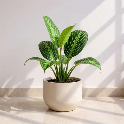 Maranta Lemon Lime Prayer Plant - Pet Safe Non-Toxic Air Purifying Green Yellow Striped