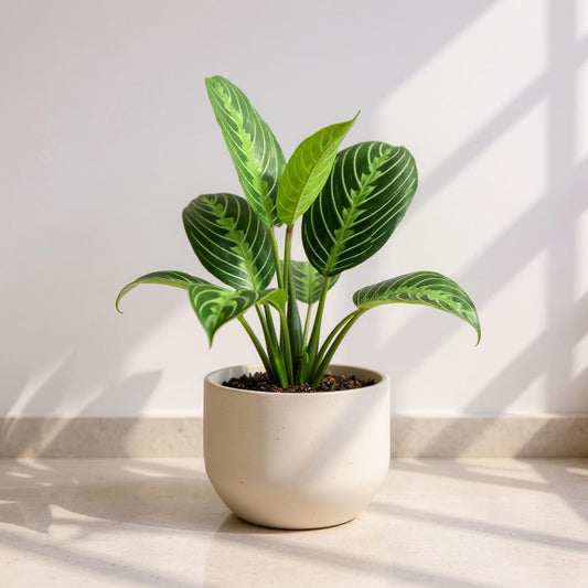 Maranta Lemon Lime Prayer Plant - Pet Safe Non-Toxic Air Purifying Green Yellow Striped