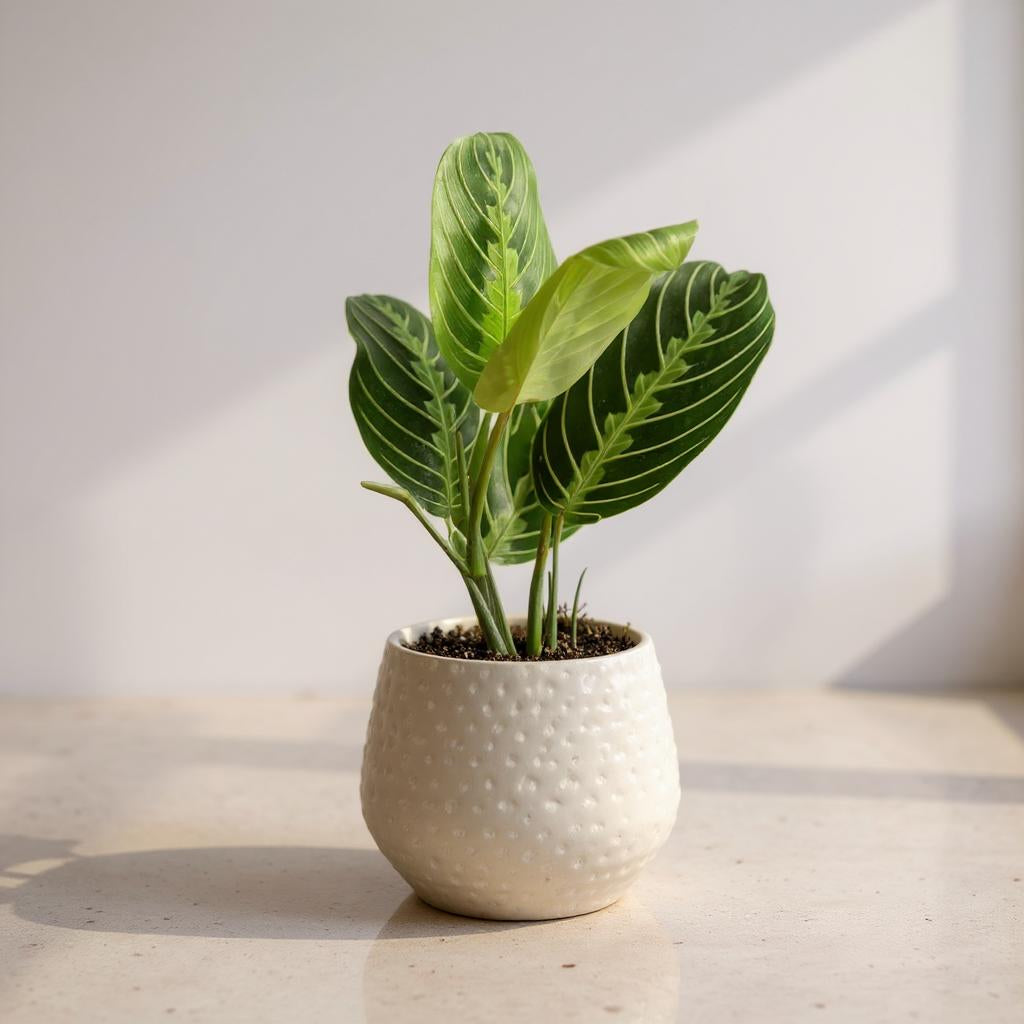 Maranta Lemon Lime Prayer Plant - Pet Safe Non-Toxic Air Purifying Green Yellow Striped