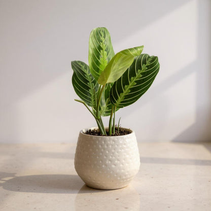 Maranta Lemon Lime Prayer Plant - Pet Safe Non-Toxic Air Purifying Green Yellow Striped