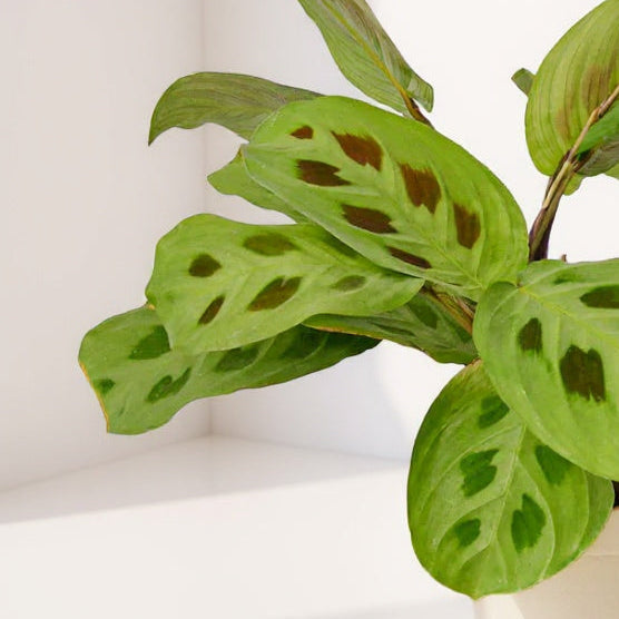 maranta plant air purifier Maranta 'Leuconeura' 4" Pot
