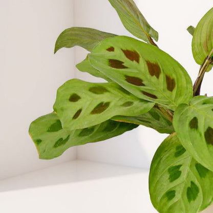 Maranta Leuconeura Prayer Plant - Pet Safe Non-Toxic Air-Purifying Vibrant Green Patterned Easy Care