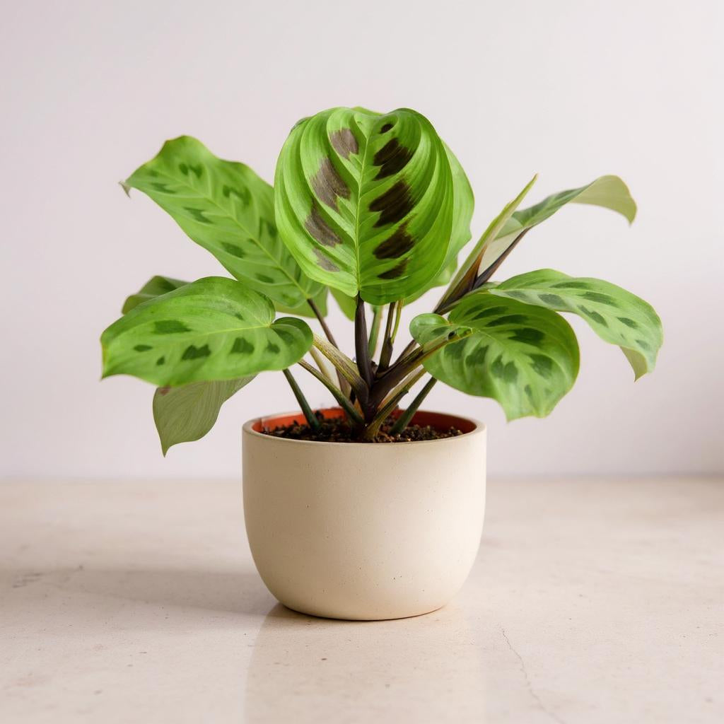 Maranta Leuconeura Prayer Plant - Pet Safe Non-Toxic Air-Purifying Vibrant Green Patterned Easy Care