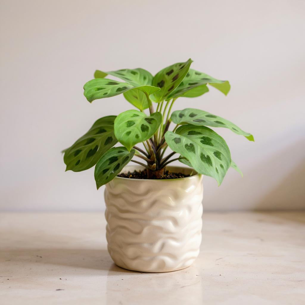 maranta plant air purifier Maranta 'Leuconeura' 4" Pot