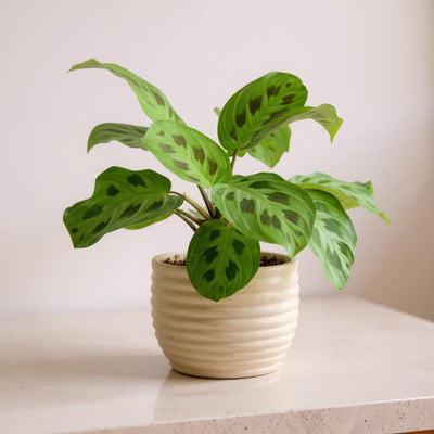 Prayer plant, non-toxic to cats and dogs