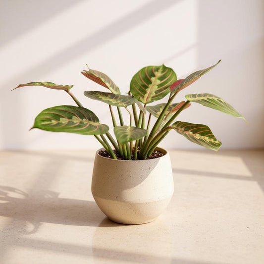 Maranta Leuconeura Red Prayer Plant - Pet Safe Non-Toxic Vibrant Red-Veined Folding Crimson Patterns Easy Care