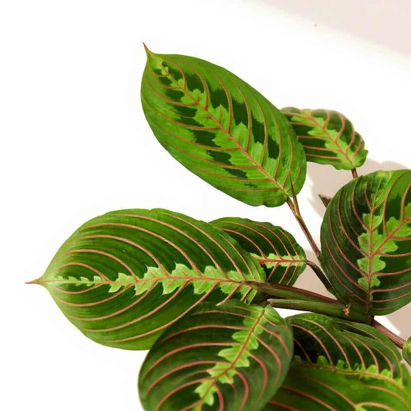 prayer plant tricolor Maranta Red Prayer Plant