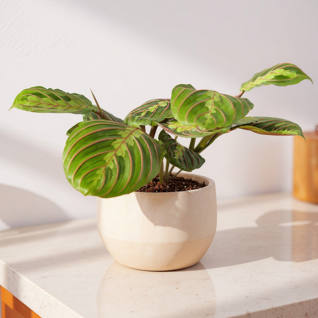 Maranta Leuconeura Red Prayer Plant - Pet Safe Non-Toxic Houseplant