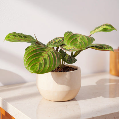 Maranta Leuconeura Red Prayer Plant - Pet Safe Non-Toxic Houseplant