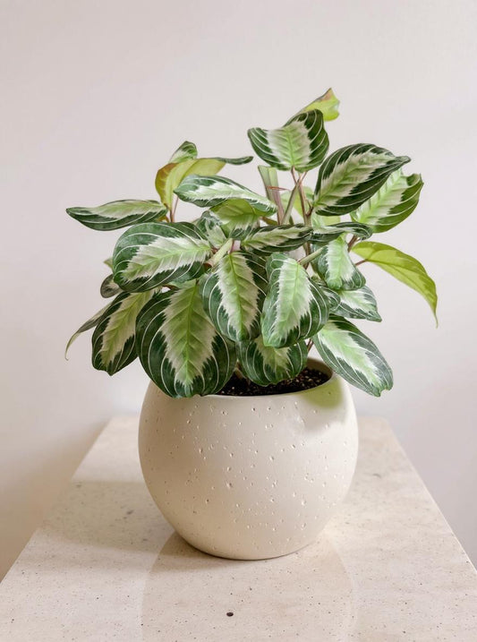 Maranta Silver Band Prayer Plant - Pet Safe Non-Toxic Silver-Green Easy Care