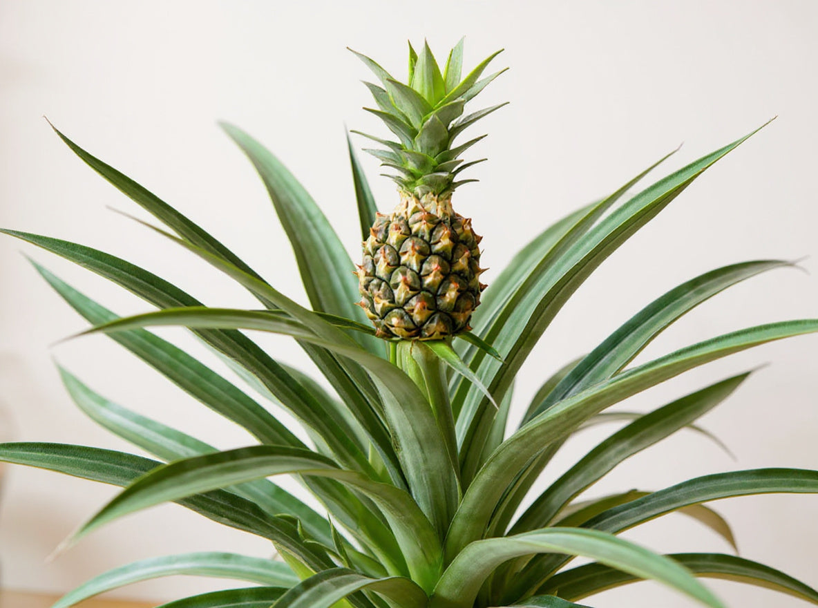 Pineapple Plant Bromeliad - Pet Safe Non-Toxic Edible Fruit Houseplant