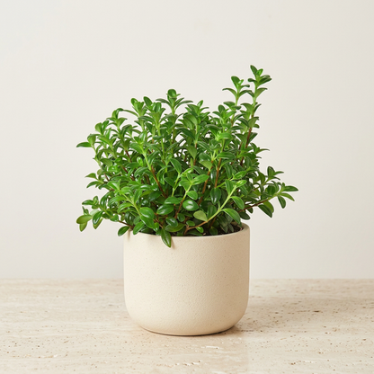 Nematanthus Candy Corn Plant Brazilian Firecracker - Pet Safe Non-Toxic Flowering Trailing Houseplant