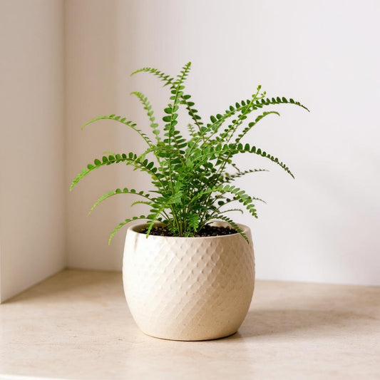 Nephrolepis Cordifolia Lemon Button Fern - Pet Safe Non-Toxic Vibrant Yellow Green Compact Humidity