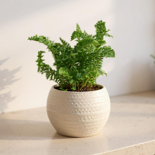 Nephrolepis Exaltata Emina Fern - Pet Safe Non-Toxic Curly Ruffled Air Purifying Easy Care
