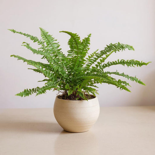 Nephrolepis Obliterata Jester's Crown Sword Fern - Pet Safe Non-Toxic Dense Arching Easy Care