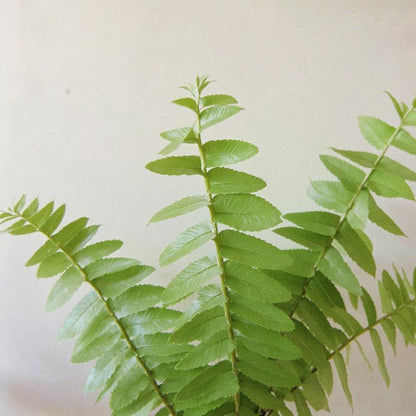 Nephrolepis Obliterata Jester's Crown Sword Fern - Pet Safe Non-Toxic Dense Arching Easy Care