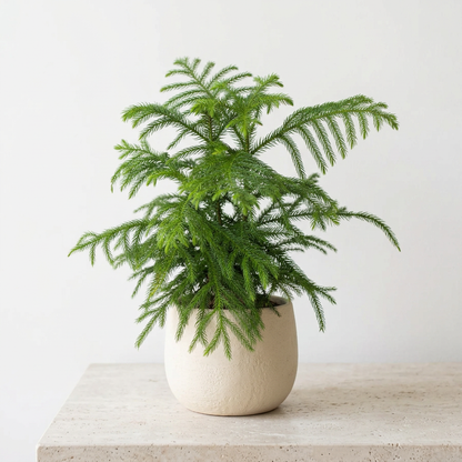 Norfolk Island Pine Araucaria Heterophylla - Pet Safe Non-Toxic Indoor Living Christmas Tree