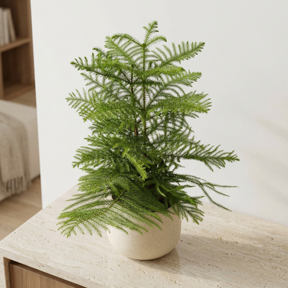 Norfolk Island Pine Araucaria Heterophylla - Pet Safe Non-Toxic Indoor Living Christmas Tree