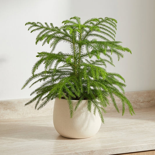 Norfolk Island Pine Araucaria Heterophylla - Pet Safe Non-Toxic Indoor Living Christmas Tree