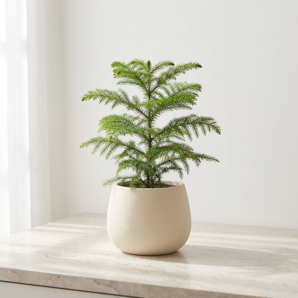 Norfolk Island Pine Araucaria Heterophylla - Pet Safe Non-Toxic Indoor Living Christmas Tree
