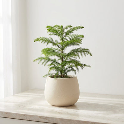 Norfolk Island Pine Araucaria Heterophylla - Pet Safe Non-Toxic Indoor Living Christmas Tree