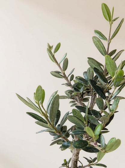 Olive Tree Olea europaea - Pet Safe Non-Toxic Mediterranean Indoor Statement Tree
