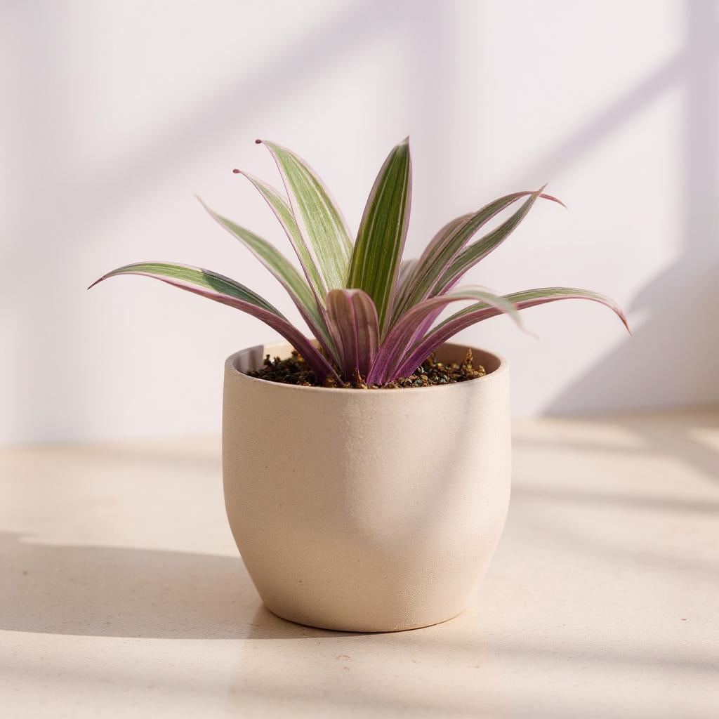 Oyster Plant Moses in the Cradle - Pet Safe Non-Toxic Houseplant