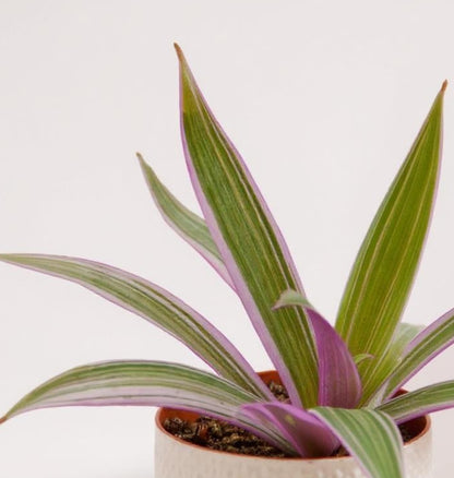 Oyster Plant Moses in the Cradle - Pet Safe Non-Toxic Houseplant