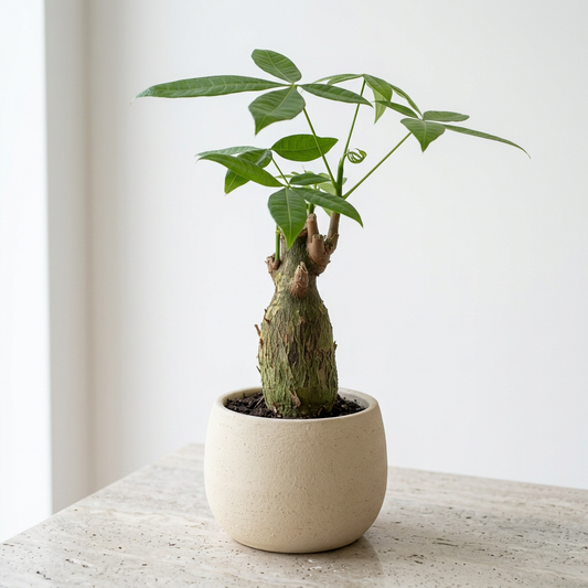 Pachira Aquatica Guiana Chestnut Money Tree Stump - Pet Safe Non-Toxic Single Trunk Form